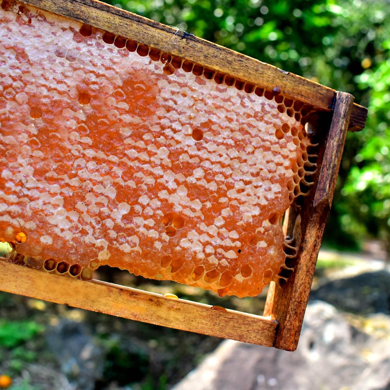 Favo de Mel In-Natura (+1kg) – Quadro de Madeira (Melgueira)
