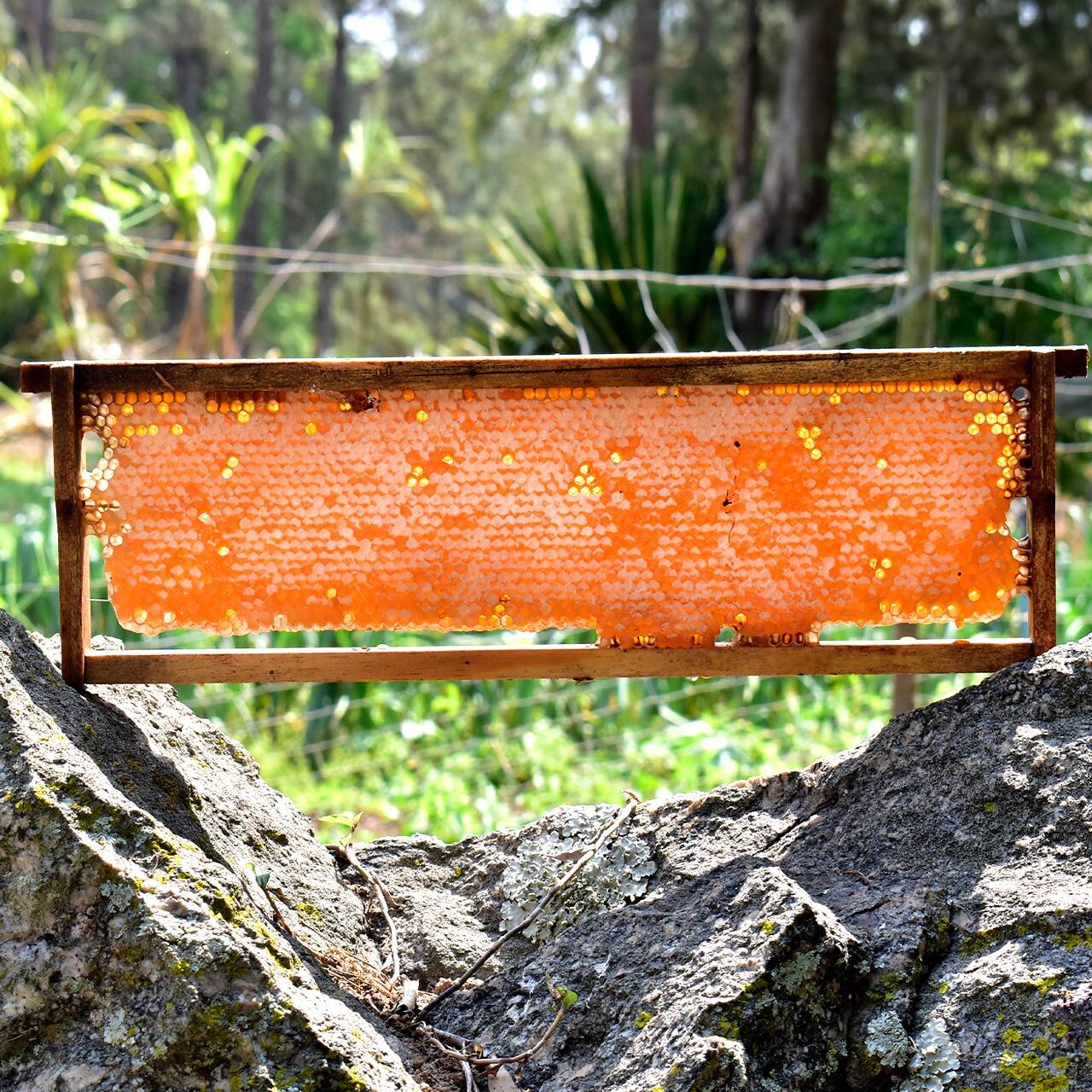 Favo de Mel In-Natura (+1kg) – Quadro de Madeira (Melgueira)