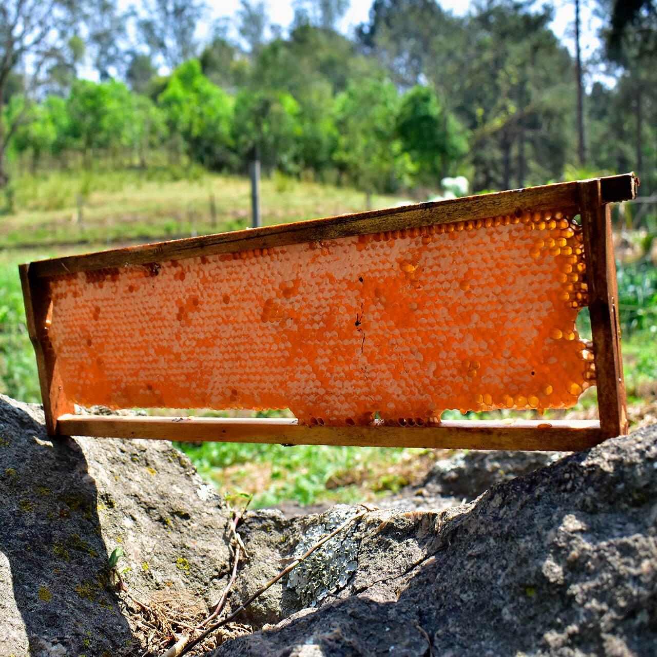 Favo de Mel In-Natura (+1kg) – Quadro de Madeira (Melgueira)